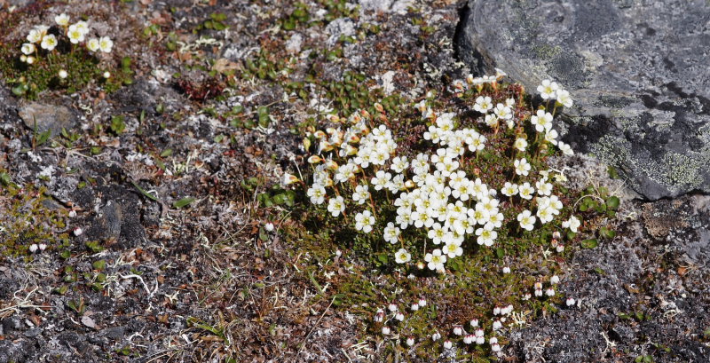 Gohpascorru, Sapmi/Lappland, Sverige. d. 9 juli 2008. fotograf: Lars Andersen