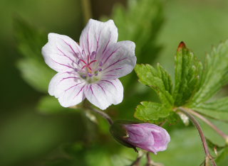 Skogsnva, (Geranium sylvaticum ssp.: rivulare). Abisko,370 m.h. Tornetrsk, Lappland, Sverige d. 10 juli 2008. Fotograf: Lars Andersen