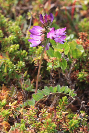 Fjeldastragel som er foderplante for Arktisk høsommerfugl, Colias werdandi. Lapporten, Abisko d. 27 Juni 2008. Fotograf: Lars Andersen