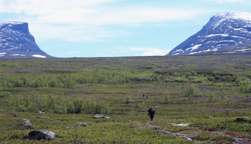 Paddu, lapporten, 660 m.h. Torneträsk, Lappland, Sverige d. 29 juni 2008. Fotograf: Lars Andersen