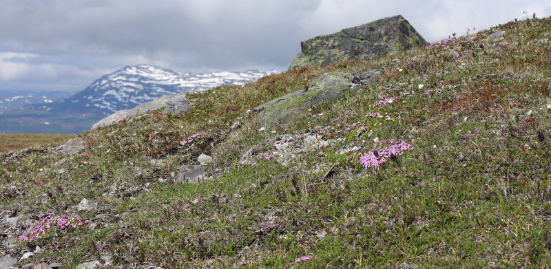 Bihppas, Sapmi/Lappland, Sverig. d. 2 juli 2008. fotograf: Lars Andersen