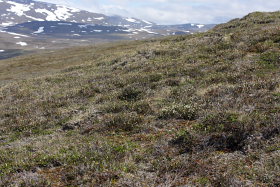 Bihppas, Sapmi/Lappland, Sverige. d. 2 juli 2008. fotograf: Lars Andersen