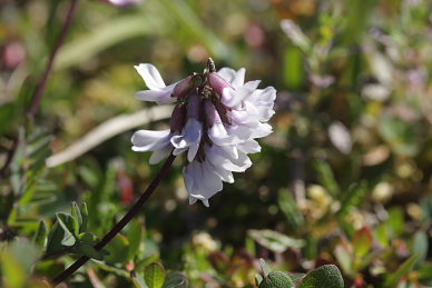 Fjeldastragel som er foderplante for Arktisk Høsommerfugl, Colias hecla. Gurttejohka / Lullehacorru Rr 272A, Jukkasjärvi. Tornetrask nordbred, Sverige d. 4 Juli 2008. Fotograf: Lars Andersen
