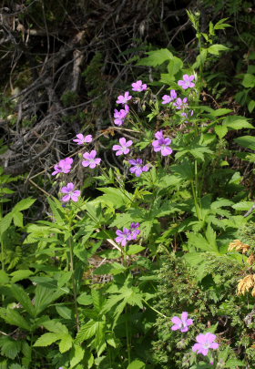 Skogsnva, (Geranium sylvaticum ssp.: rivulare). Djupviken, 450 m.h. Tornetrsk, Lappland, Sverige d. 7 juli 2008. Fotograf: Lars Andersen