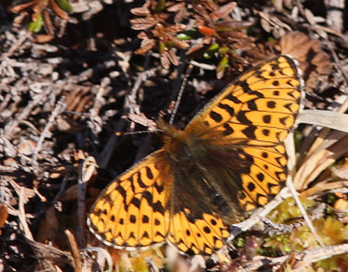 Frejas prlemorfjril, Boloria freija som ligner B. euphrosyne meget! Dog er pletter p forvinge midterfelt mere svaj i. Paddu, lapporten, Tornetrsk, Lappland, Sverige. 660 m. d. 29 juni 2008. Fotograf: Lars Andersen