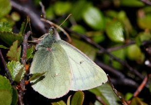 Fjeldhsommerfugl, Colias werdandi. Lapporten, Abisko d. 28 Juni 2008. Fotograf: Lars Andersen