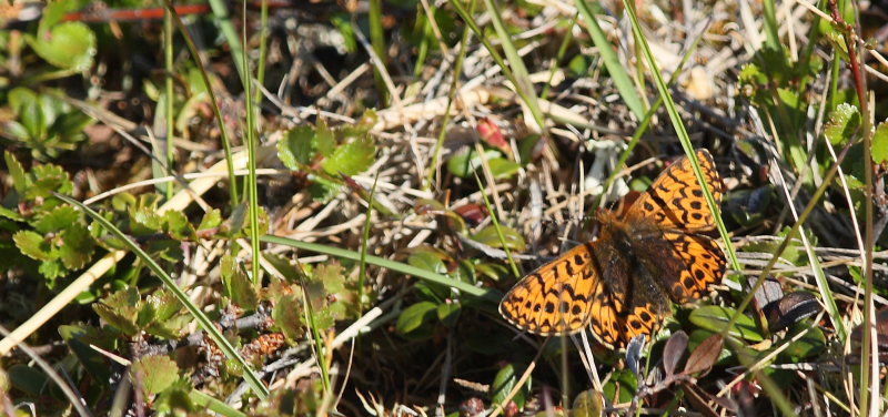 Frejas Perlemorsommerfugl, Boloria freija. Abisko, Sapmi/Lappland, Sverige. d. 28 juni 2008. Fotograf: Lars Andersen