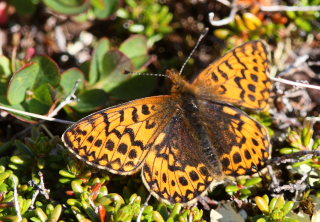 Frejas Perlemorsommerfugl, Boloria freija. Abisko, Sapmi/Lappland, Sverige. d. 28 juni 2008. Fotograf: Lars Andersen