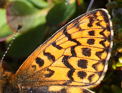 Freijas Perlemorsommerfugl, Boloria freija. Abisko, Sapmi/Lappland, Sverige. d. 28 juni 2008. Fotograf: Lars Andersen