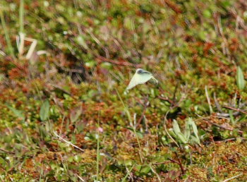 Fjeldhsommerfugl, Colias werdandi. Lapporten, Abisko d. 28 Juni 2008. Fotograf: Lars Andersen