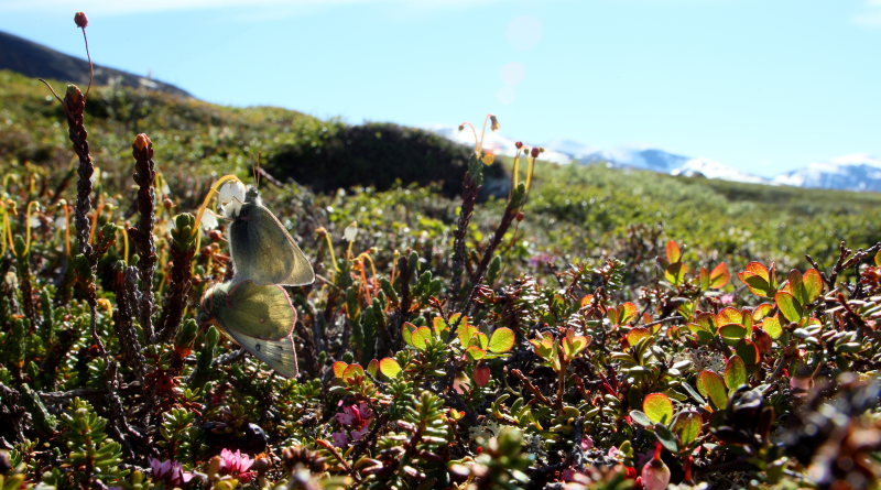 Arktisk høsommerfugl, Colias werdandi i parring. Lapporten, Abisko d. 28 Juni 2008. Fotograf: Lars Andersen