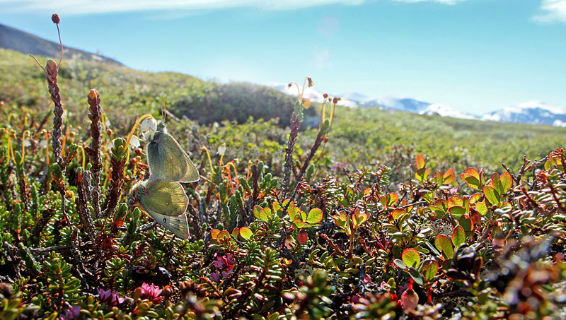 Fjeldhsommerfugl, Colias werdandi i parring. Lapporten, Abisko d. 28 Juni 2008. Fotograf: Lars Andersen