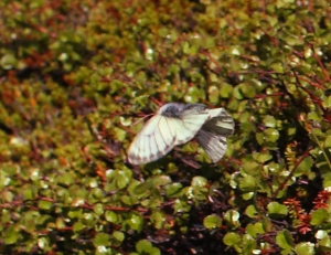 Fjeldhsommerfugl, Colias werdandi. Lapporten, Abisko d. 28 Juni 2008. Fotograf: Lars Andersen