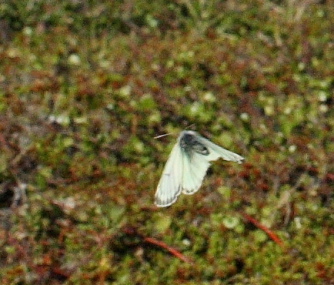 Fjeldhsommerfugl, Colias werdandi. Lapporten, Abisko d. 28 Juni 2008. Fotograf: Lars Andersen