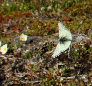 Fjeldhsommerfugl, Colias werdandi. Lapporten, Abisko d. 28 Juni 2008. Fotograf: Lars Andersen