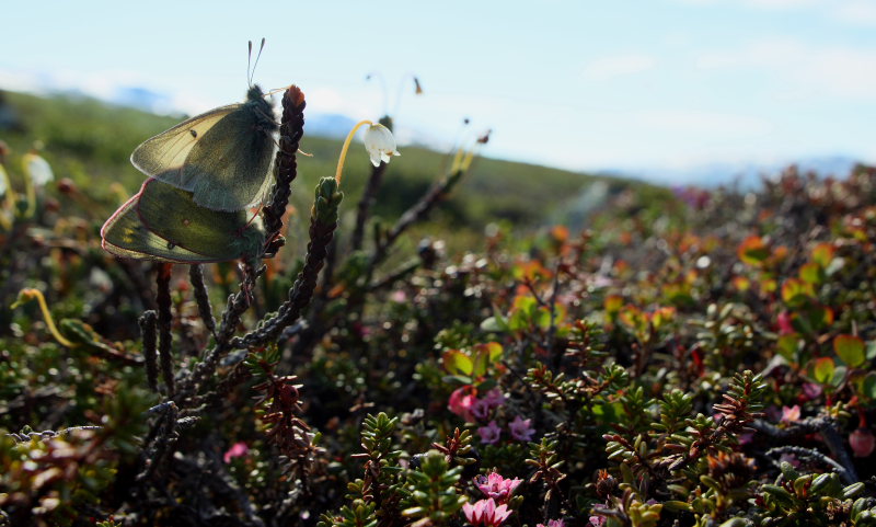 Fjeldhsommerfugl, Colias werdandi. Lapporten, Abisko d. 28 Juni 2008. Fotograf: Lars Andersen