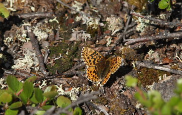 Frejas Perlemorsommerfugl, Boloria freija. Abisko, Sapmi/Lappland, Sverige. d. 28 juni 2008. Fotograf: Lars Andersen