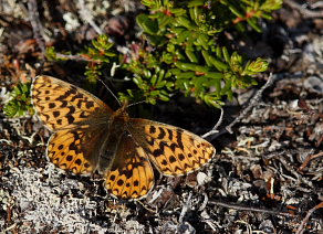 Frejas Perlemorsommerfugl, Boloria freija. Abisko, Sapmi/Lappland, Sverige. d. 28 juni 2008. Fotograf: Lars Andersen