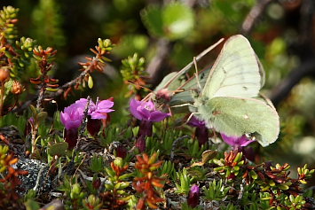 Fjeldhsommerfugl, Colias werdandi. Lapporten, Abisko d. 28 Juni 2008. Fotograf: Lars Andersen