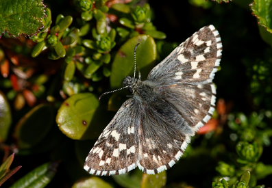 Multebr-bredpande, Pyrgus centaureae. Paddu, Abisko d. 29 Juni 2008. Fotograf: Lars Andersen