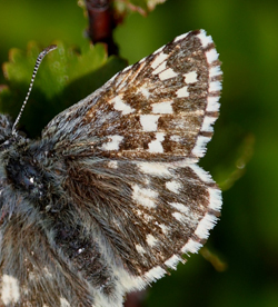 Multebr-bredpande, Pyrgus centaureae han. Paddu, Abisko d. 29 Juni 2008. Fotograf: Lars Andersen