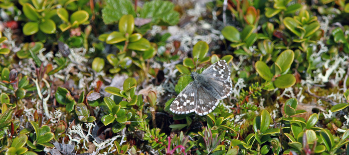 Multebr-bredpande, Pyrgus centaureae. Paddu, Abisko d. 29 Juni 2008. Fotograf: Lars Andersen