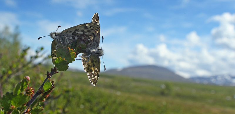 Multebr-bredpande, Pyrgus centaureae i parring med Lapporten i baggrunden. Paddu, Abisko d. 29 Juni 2008. Fotograf: Lars Andersen