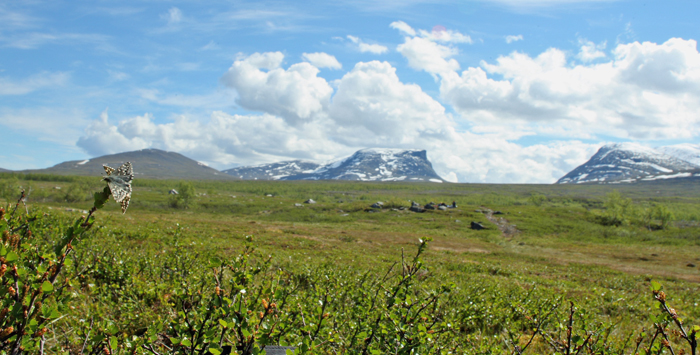 Multebr-bredpande, Pyrgus centaureae i parring med Lapporten i baggrunden. Paddu, Abisko d. 29 Juni 2008. Fotograf: Lars Andersen