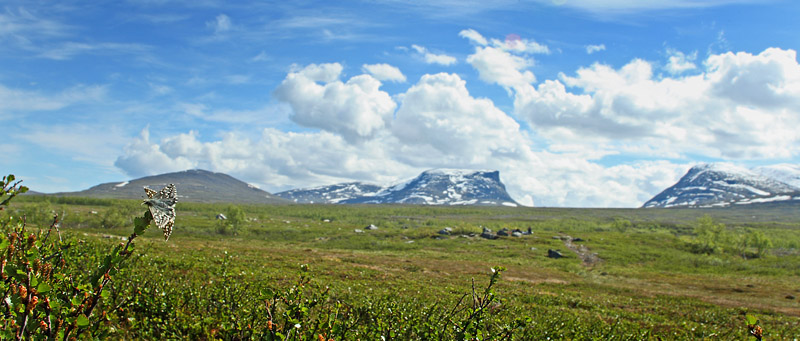 Multebr-bredpande, Pyrgus centaureae i parring med Lapporten i baggrunden. Paddu, Abisko d. 29 Juni 2008. Fotograf: Lars Andersen