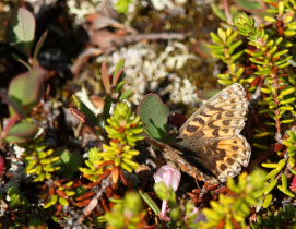 Frejas Perlemorsommerfugl, Boloria freija. Abisko, Sapmi/Lappland, Sverige. d. 28 juni 2008. Fotograf: Lars Andersen