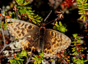 Frejas Perlemorsommerfugl, Boloria freija. Abisko, Sapmi/Lappland, Sverige. d. 28 juni 2008. Fotograf: Lars Andersen