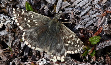 Fjeldbredpande, Pyrgus andromedae. Bihppas, Sapmi/Lappland, Sverige. d. 2 juli 2008. fotograf: Lars Andersen