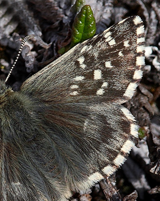 Fjeldbredpande, Pyrgus andromedae hun. Bihppas, Sapmi/Lappland, Sverige. d. 2 juli 2008. fotograf: Lars Andersen