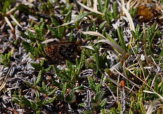 Polarperlemorsommerfugl, Boloria polaris. Bihppas, Sapmi/Lappland, Sverige. d. 2 juli 2008. fotograf: Lars Andersen