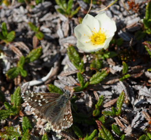 Fjeldbredpande, Pyrgus andromedae. Bihppas, Sapmi/Lappland, Sverige. d. 2 juli 2008. fotograf: Lars Andersen