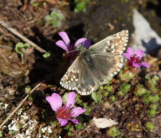 Fjeldbredpande, Pyrgus andromedae. Bihppas, Sapmi/Lappland, Sverige. d. 2 juli 2008. fotograf: Lars Andersen