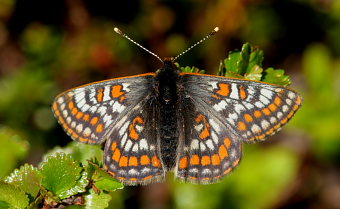 Polarpletvinge, Hypodryas iduna han. Gurttejohka / Lullehacorru Rr 272A, Jukkasjrvi. Tornetrask nordbred, Sverige 3 juli 2008. Fotograf: Lars Andersen