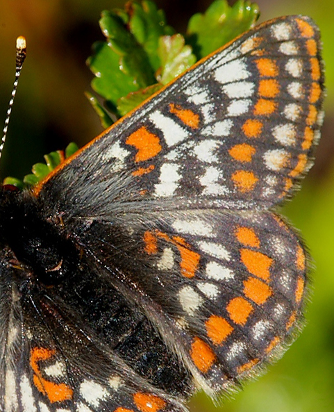 Polarpletvinge, Hypodryas iduna han. Gurttejohka / Lullehacorru Rr 272A, Jukkasjrvi. Tornetrask nordbred, Sverige 3 juli 2008. Fotograf: Lars Andersen