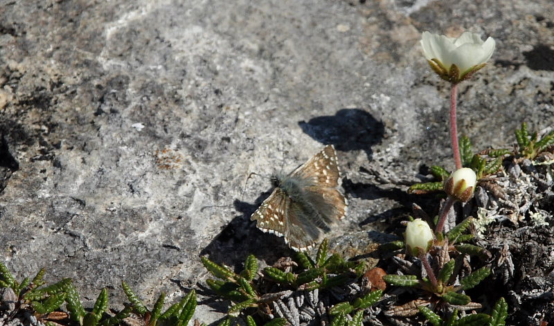 Fjeldbredpande, Pyrgus andromedae. Bihppas, Sapmi/Lappland, Sverige. d. 2 juli 2008. fotograf: Lars Andersen