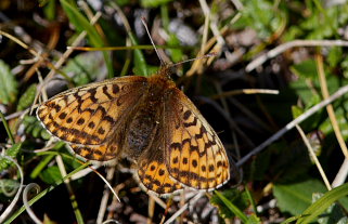 Polarperlemorsommerfugl, Boloria polaris. Bihppas, Sapmi/Lappland, Sverige. d. 3 juli 2008. fotograf: Lars Andersen