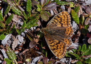 Polarperlemorsommerfugl, Boloria polaris. Bihppas, Sapmi/Lappland, Sverige. d. 3 juli 2008. fotograf: Lars Andersen