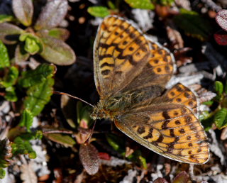 Polarperlemorsommerfugl, Boloria polaris. Bihppas, Sapmi/Lappland, Sverige. d. 3 juli 2008. fotograf: Lars Andersen