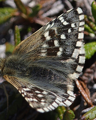 Fjeldbredpande, Pyrgus andromedae han. Bihppas, Sapmi/Lappland, Sverige. d. 3 juli 2008. fotograf: Lars Andersen