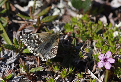 Fjeldbredpande, Pyrgus andromedae. Bihppas, Sapmi/Lappland, Sverige. d. 3 juli 2008. fotograf: Lars Andersen