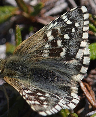 Fjeldbredpande, Pyrgus andromedae han. Bihppas, Sapmi/Lappland, Sverige. d. 3 juli 2008. fotograf: Lars Andersen