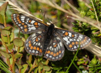 Polarpletvinge, Hypodryas iduna han. Gurttejohka / Lullehacorru Rr 272A, Jukkasjrvi. Tornetrask nordbred, Sverige 4 juli 2008. Fotograf: Lars Andersen