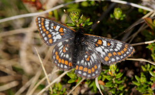 Polarpletvinge, Hypodryas iduna han. Gurttejohka / Lullehacorru Rr 272A, Jukkasjrvi. Tornetrask nordbred, Sverige 4 juli 2008. Fotograf: Lars Andersen