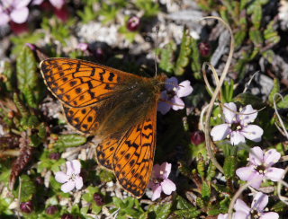 Fjeldperlemorsommerfugl, Boloria napaea. Bihppas, Sapmi/Lappland, Sverige. d. 4 juli 2008. Fotograf: Lars Andersen