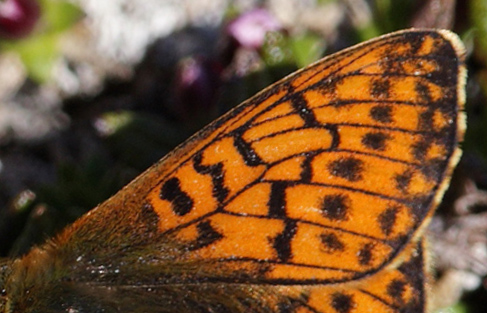 Fjeldperlemorsommerfugl, Boloria napaea (Hoffmannsegg,1804). Gurttejohka / Lullehacorru Rr 272A, Jukkasjärvi. Tornetrask nordbred, Sverige 4 juli 2008. Fotograf: Lars Andersen