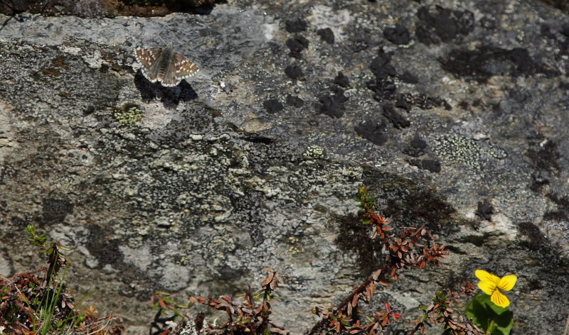 Fjeldbredpande, Pyrgus andromedae. Bihppas, Sapmi/Lappland, Sverige d. 4 juli 2008. fotograf: Lars Andersen